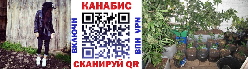 Бошки марихуана сатива  где найти наркотики  OMG tor  Каменск-Шахтинский 